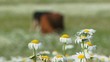 Cows grassing in a field of daisies on a sunny day