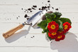 Gartenthema mit Pflanzschaufel und Primel