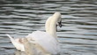 Male and female swan smooch on the river