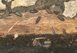 Woodlouses on wood, macro photo