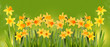 Bright yellow daffodils on a green background.