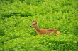 Photo: Roe deer Roe deer