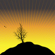 Sunset with black tree silhouette