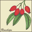 vintage background with Rosehips