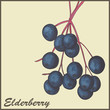 vintage background with Elderberry