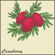 autumn vintage card with cranberries