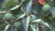Green Persimmons (Kaki)