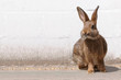 Hase