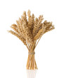 ears of wheat  isolated on white