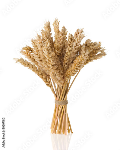 Photo: ears of wheat isolated on white ears of wheat isolated on white