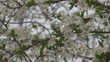 Video: Beautiful cherry tree blossom Beautiful cherry tree blossom