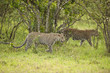 Leopard in Masai Mara