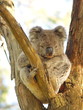 Koala, resting on a tree and being lazy