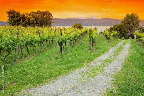 Photo: Weinanbau am Bodensee Weinanbau am Bodensee