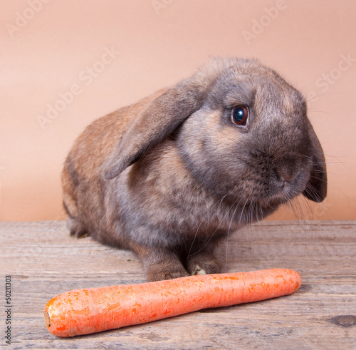 Photo: Hase mit Karotte Hase mit Karotte