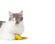 Photo: Cat and twig of mimosa flowers Cat and twig of mimosa flowers
