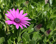 Pink and Purple Cape Daisy Flower