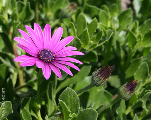 Photo: Pink and Purple Cape Daisy Flower Pink and Purple Cape Daisy Flower