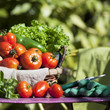 Different fresh vegetables and secateurs
