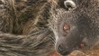 Video: chat ours au repos chat ours au repos