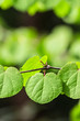 Rundes Blatt Bokeh 3