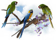Macaw Parrots Perching