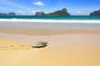 Sea turtle on a beach to lay her eggs.