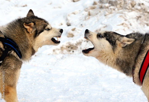 Photo: Husky Dog Husky Dog