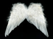 Photo: white wings white wings