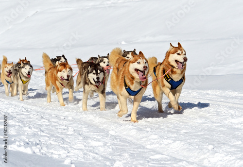 Photo: Husky Dog Husky Dog