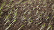 Video: Lettuce seedling in soil Lettuce seedling in soil