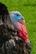 Turkey Profile