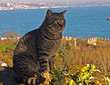 Cat overlooking Istanbul