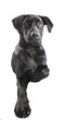 Black Lab