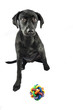 Black Lab