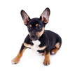 Young black coat puppy dog isolated on white