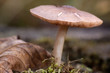 Waldpilz