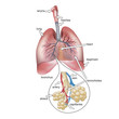 healthy lungs