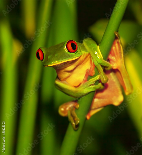 Photo: Cute green frog Cute green frog