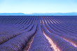 Lavender flower blooming fields endless rows. Valensole provence
