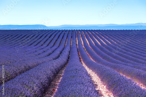 Photo: Lavender flower blooming fields endless rows. Valensole provence Lavender flower blooming fields endless rows. Valensole provence