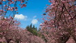 Time Lapse of blossoming cherry trees and cumulus clouds