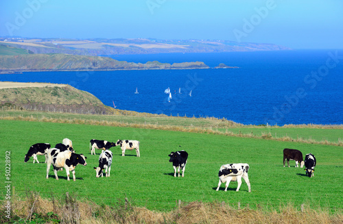 Photo: Cows are on the meadow Cows are on the meadow