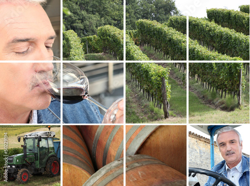 Photo: Montage of wine production Montage of wine production