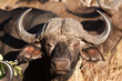 Cape buffalo standing looking