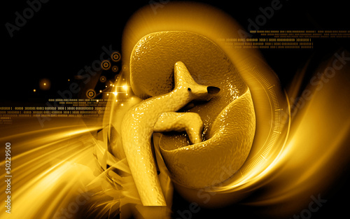 Illustration: kidney kidney
