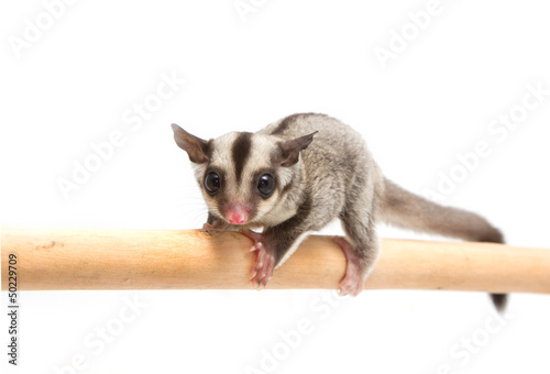 Photo: little sugar-glider climb the branch little sugar-glider climb the branch