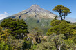 pine trees at Mount Egmont