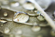 Photo: water drop macro water drop macro