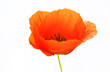 Red poppy